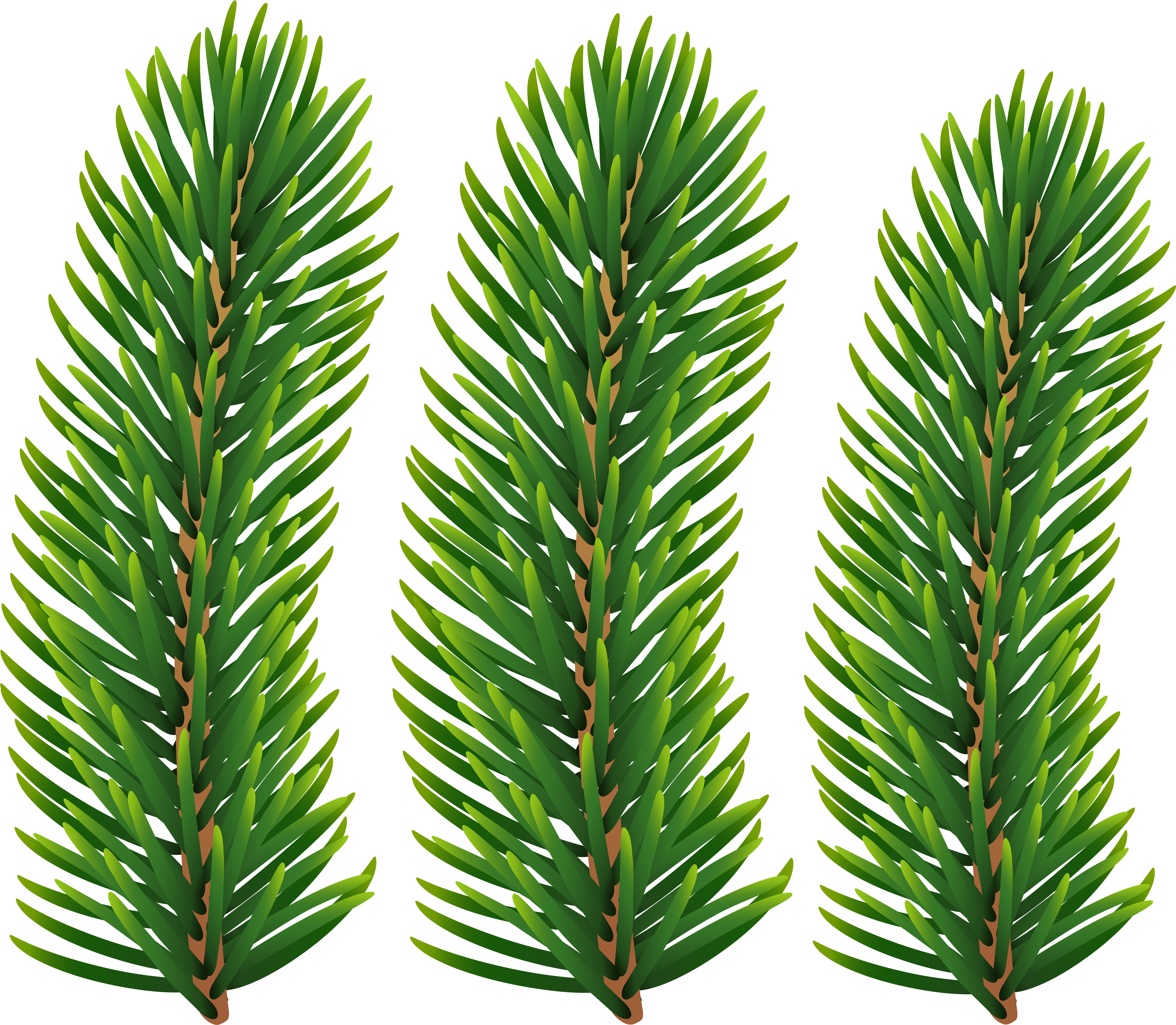 Pine Branches Transparent Image - Transparent Pine Branch (6000x5177), Png Download