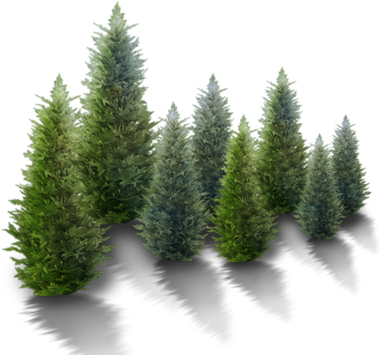 In Botany, An Evergreen Plant Grows Leaves Throughout - Free Snowy Trees Png (600x600), Png Download