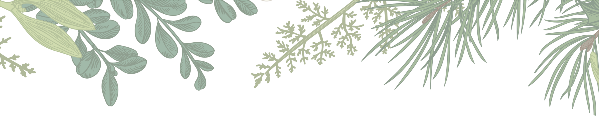 Holidaybackground-01 - White Pine (2048x683), Png Download