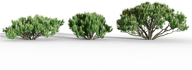 Mountain Pine - Mexican Pinyon (800x400), Png Download
