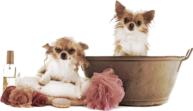 Servi Os Dog - Banho E Tosa Png (710x474), Png Download