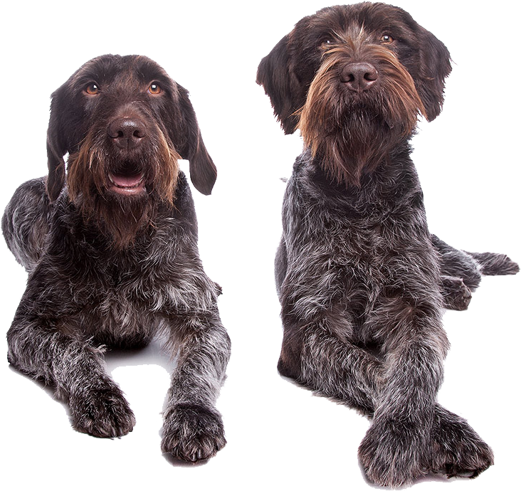 Plataforma/anúncios De Cães - Pudelpointer (1000x800), Png Download