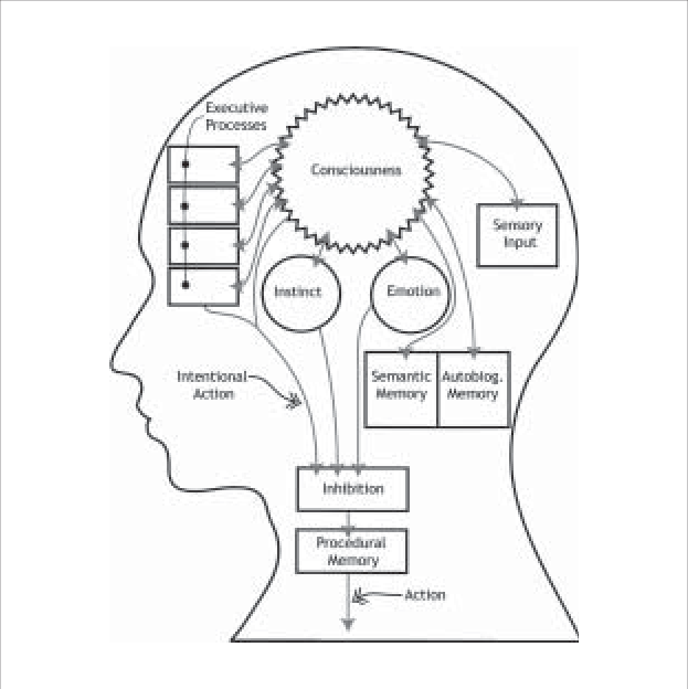Functional Diagram Of The Brain - Diagram (623x624), Png Download
