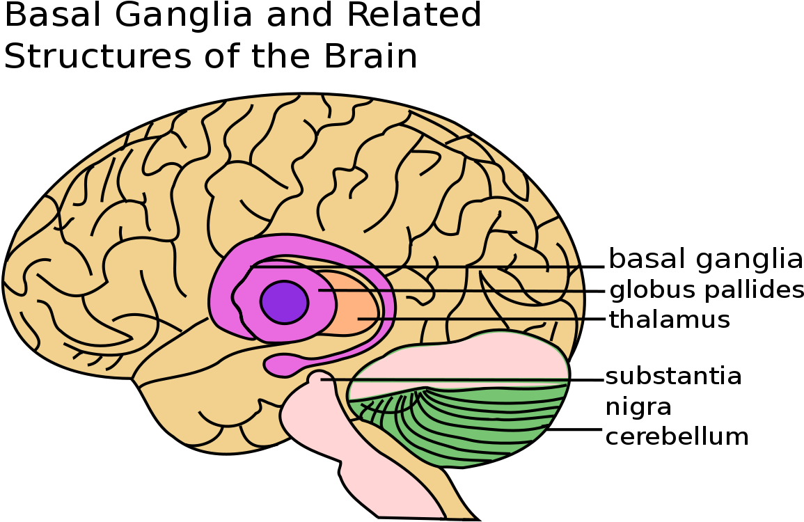 Basal Ganglia - Basal Ganglia Gif (1200x808), Png Download