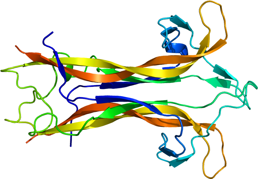 Higher Levels Of Brain-derived Neurotrophic Factor - Brain Derived Neurotrophic Factor Structure (913x647), Png Download