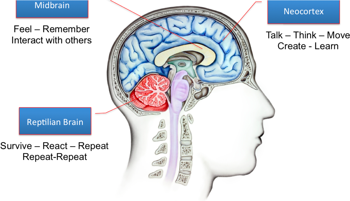 Brains-1200x671 - Neomammalian Brain (1200x671), Png Download
