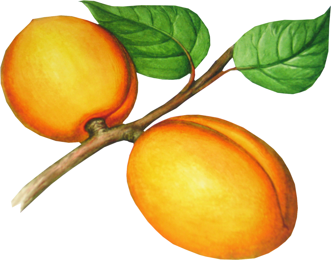 Peach Fruit, Photo Clipart, Png Photo, Red Apple, Clip - Абрикос Рисунок Png (1368x1072), Png Download