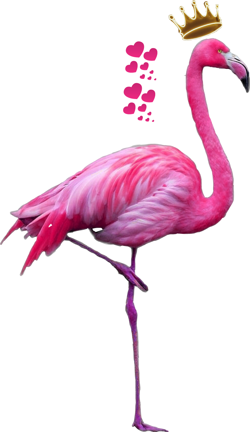 Flamingo Clipart Feather - Flamingo Png (818x1413), Png Download