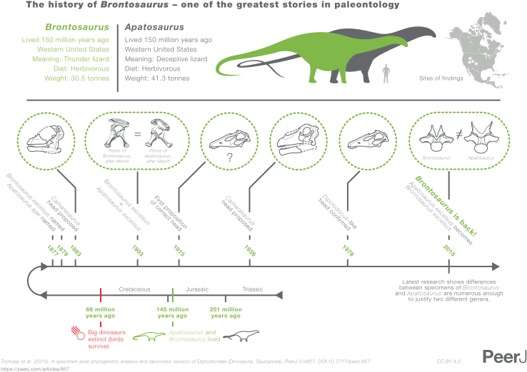 File - Brontosaurus Infographic - Svg - Difference Between Apatosaurus And Brontosaurus (800x566), Png Download