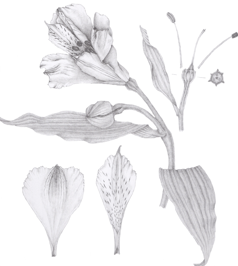 Image Royalty Free Stock Drawing Lilly Illustration - Lilies Botanical Drawing (825x923), Png Download