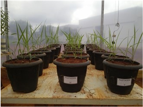 Piatã Grass Twelve Days After Sowing - Flowerpot (903x346), Png Download