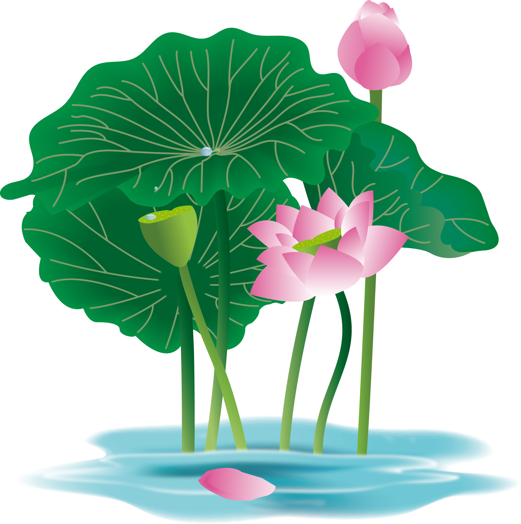 Hand Painted Plant Flower Water Lily Png And Vector - Anthurium (2000x2012), Png Download