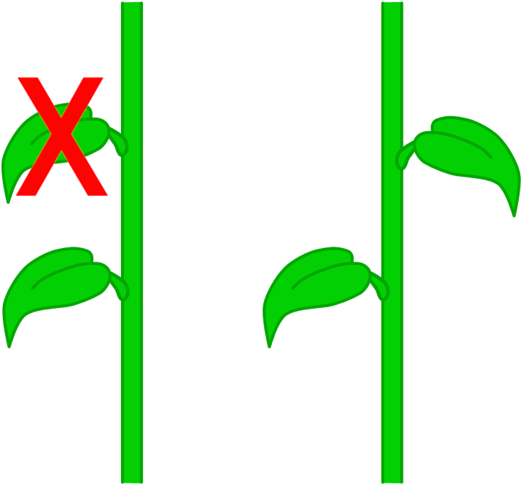 Leaf Arrangements - Golden Angle In Plants (782x740), Png Download