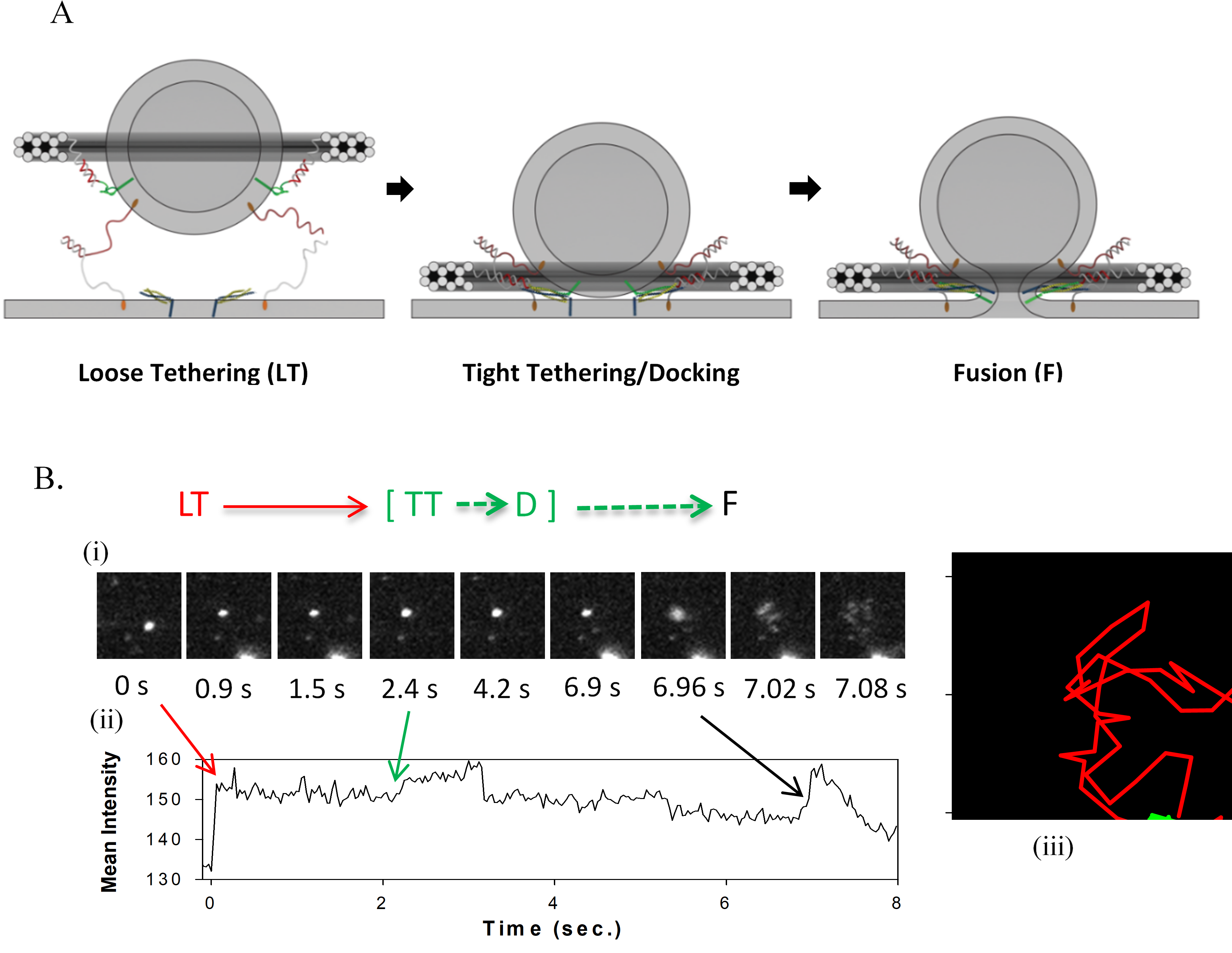 Dna Origami And Fusion - Dna Origami Vesicle (3727x2935), Png Download