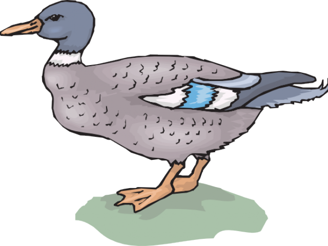 Duck (640x480), Png Download