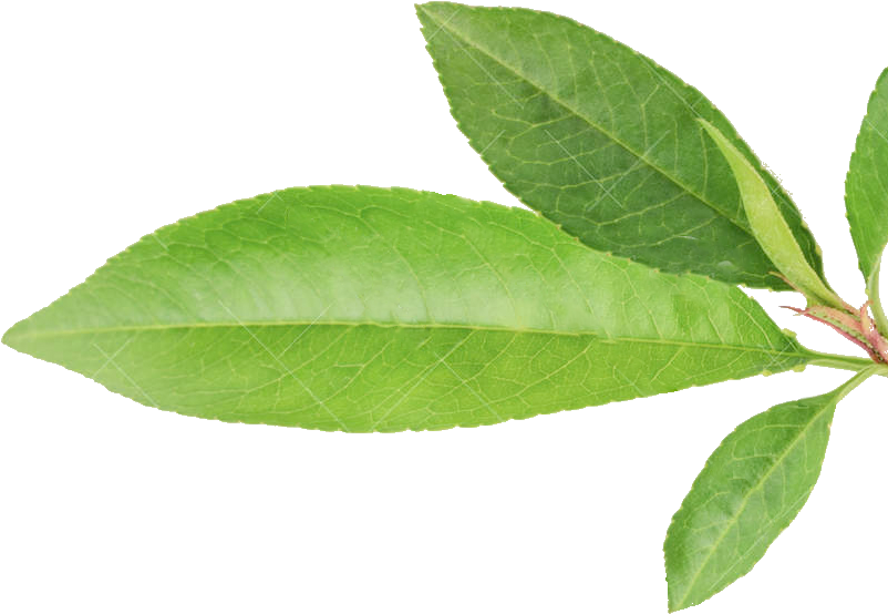 Bulletin - Hoja De Durazno Dibujo (929x1002), Png Download