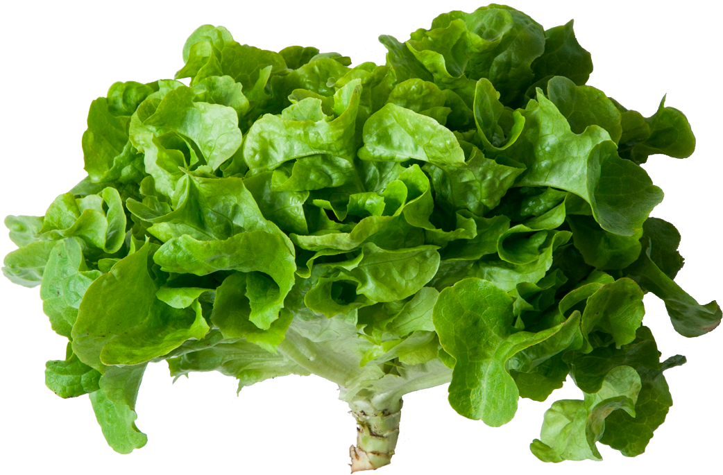 Lechuga Verde - Romaine Lettuce (1100x1100), Png Download