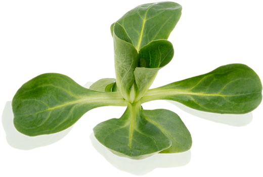 Houseplant (600x599), Png Download