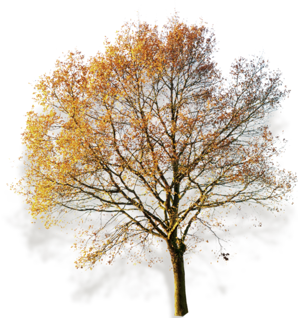 Autumn Fall, Fall Trees, Photoshop, Watercolor Painting, - Arbol Sin Fondo (600x641), Png Download