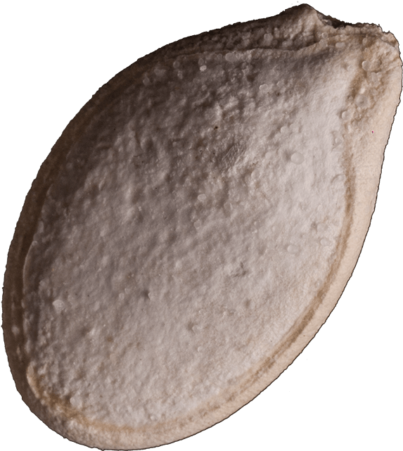 Are You Interested In Distributing This Product - Baltic Clam (734x691), Png Download