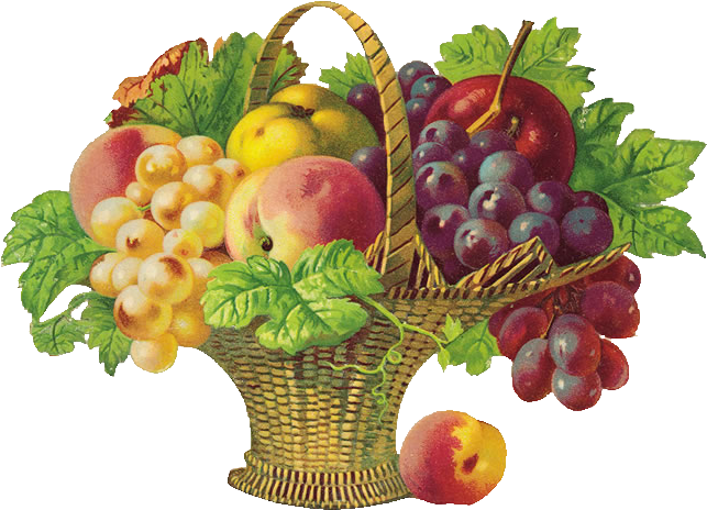 Picture Transparent Stock Basket Of Png D Coupage Fruits - Get Well Soon Fruits (650x478), Png Download