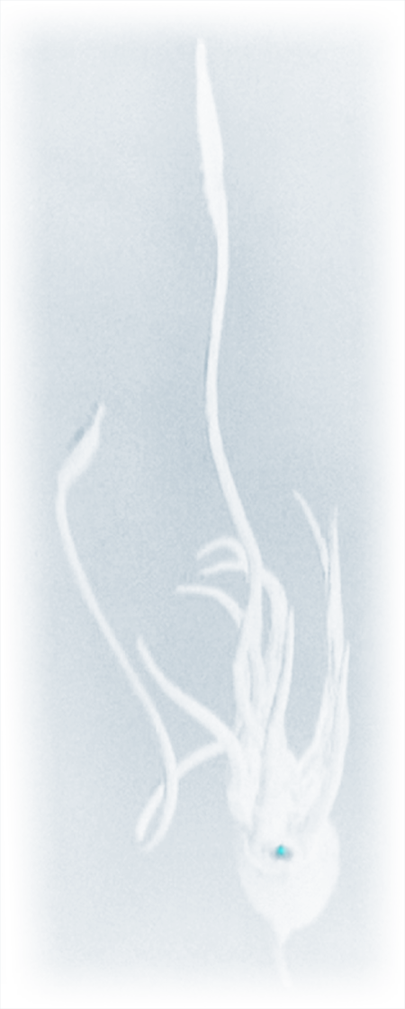 Kyriekraken - Sketch (450x1121), Png Download