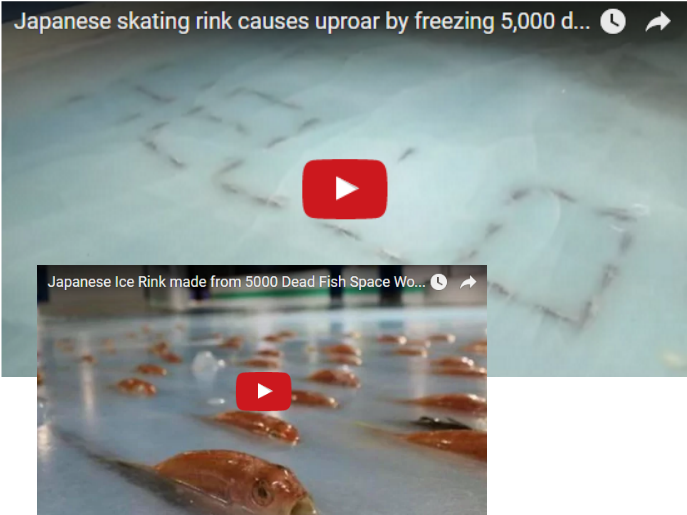 Japanese Skating Rink Causes Uproar By Freezing 5,000 - Frozen Fish In Ice Rink (700x530), Png Download