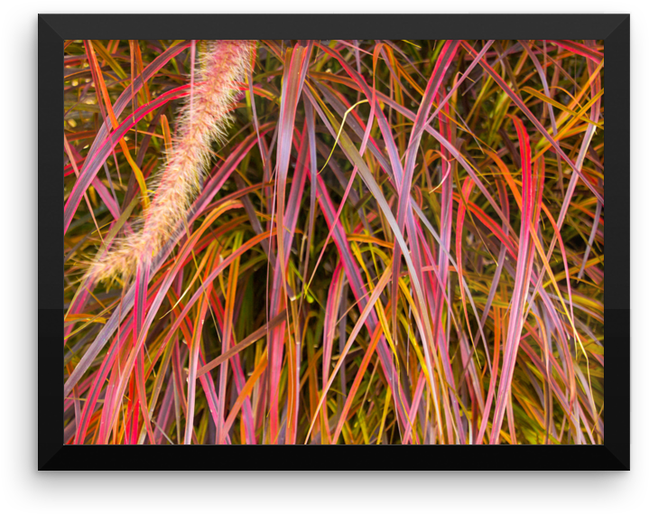 Lankershim Village Fountain Grass Framed Poster - Modern Art (1000x1000), Png Download