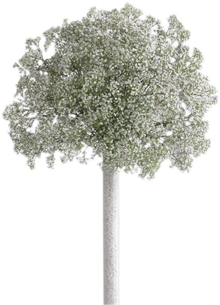 Baby's Breath Topiary - Babies Breath Transparent Png (600x600), Png Download