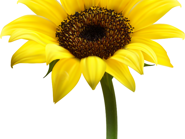 Sunflower Clipart Yellow Sunflower - Sun Flower Clipart Png (640x480), Png Download