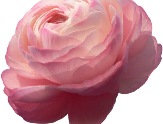 Ranuncula Clipart Japanese Flower - Ranunculus On Transparent Background (640x480), Png Download