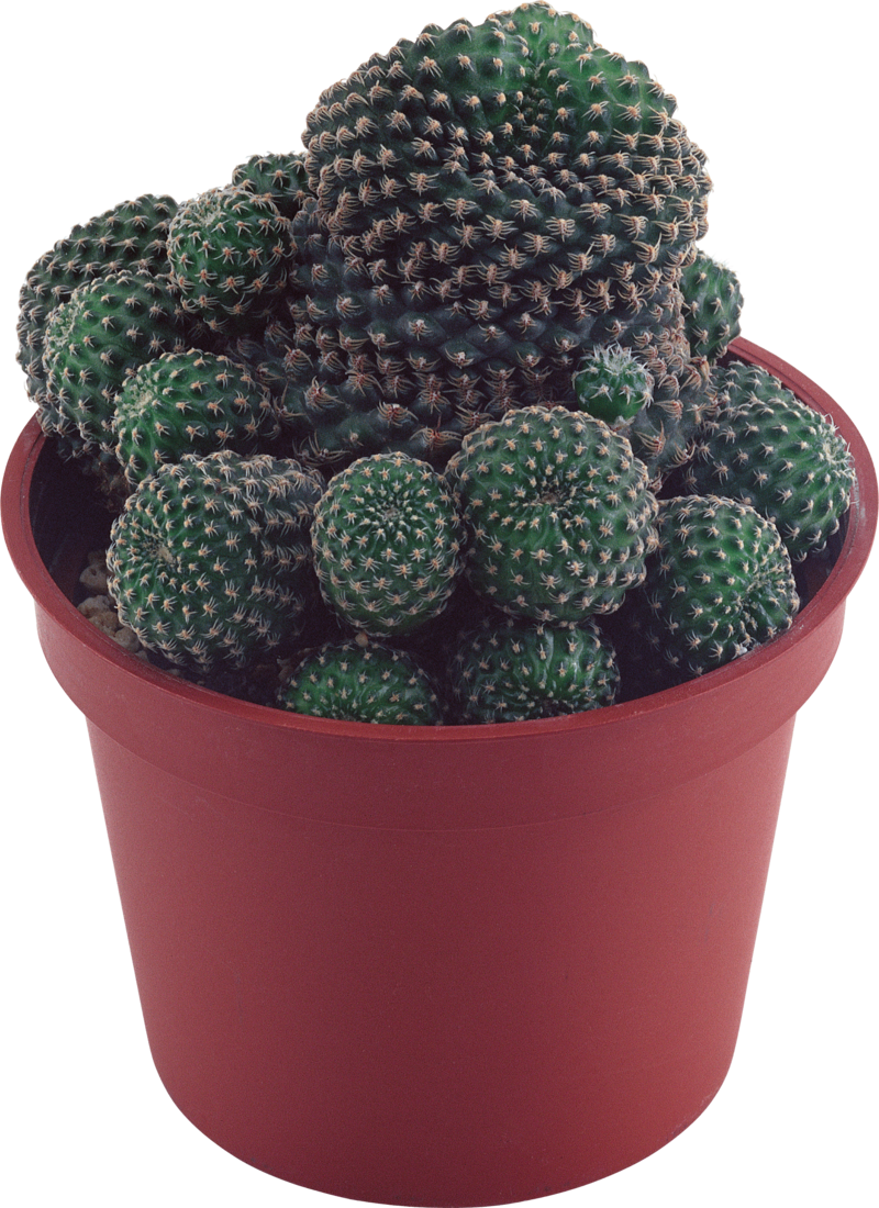 Cactus - Transparent Background Succulent Plant Png (800x1100), Png Download