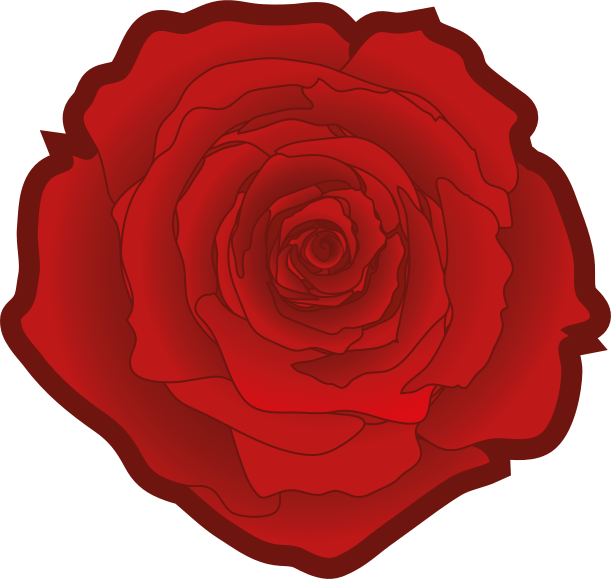 Red Rose - Garden Roses (611x579), Png Download
