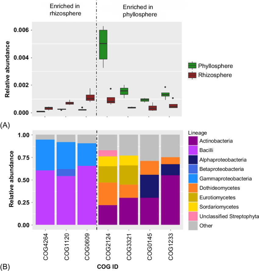 9 Enriched Functions In The Rhizosphere And Phyllosphere - Diagram (850x888), Png Download