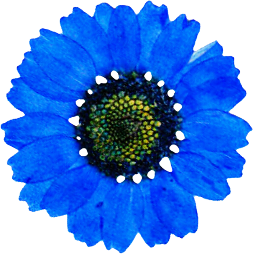Blue Daisy Png (892x895), Png Download
