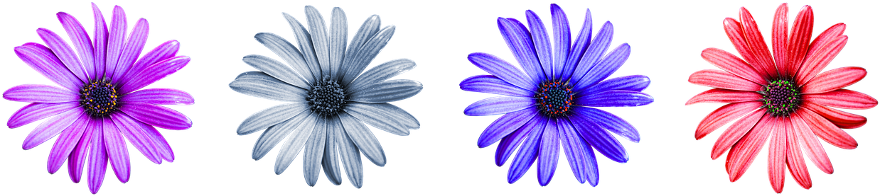 Daisy Flower Colorful - Daisy Flower Image Png (1280x296), Png Download