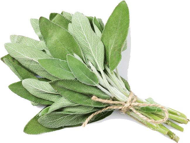 Common Sage (847x1000), Png Download