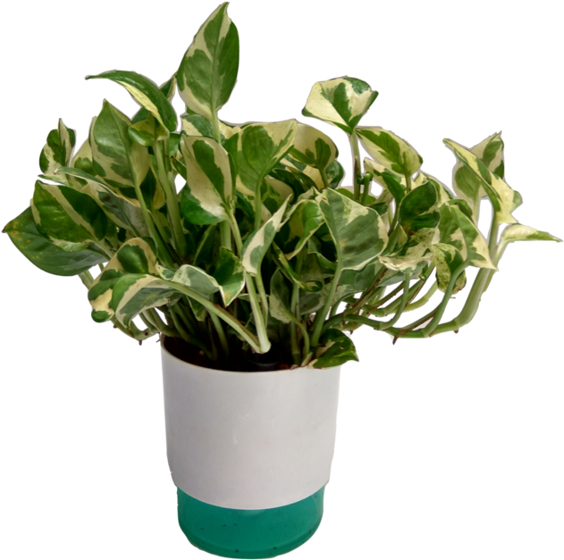 Money Plant Transparent (768x1024), Png Download