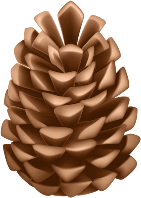 Download Pine Cone Png Clipart Png Photo - Western Yellow Pine (480x669), Png Download