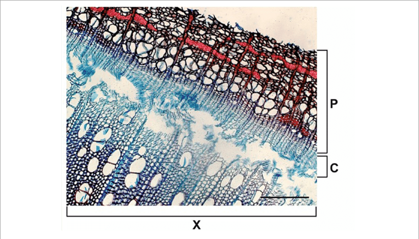 Cross Section Of Aspen Xylem - Pattern (850x484), Png Download