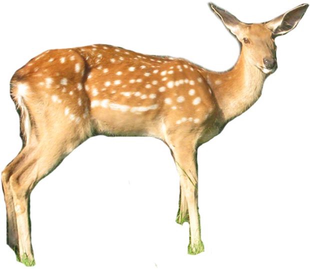 White-tailed Deer (1000x1000), Png Download