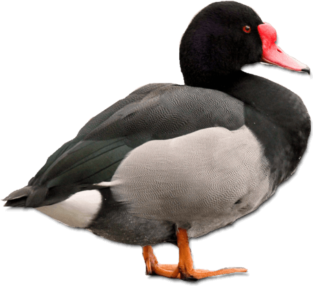 Ducks - Mallard (700x558), Png Download