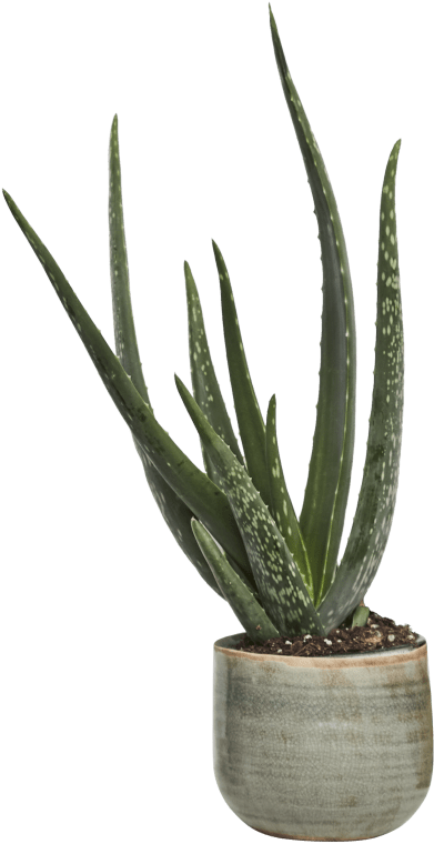 Aloe Vera Png - Aloe Vera Concrete (840x840), Png Download