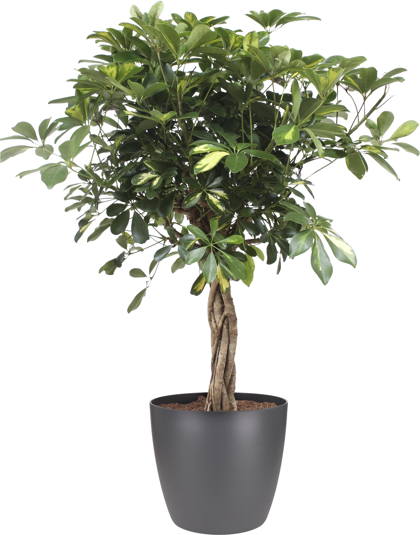 Download Details About Botanicly Faux Ficus Tree Full Size Png Image Pngkit