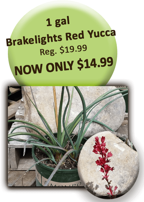 1 Gal Brakelights Red Yucca - Invisalign Before And After (504x720), Png Download