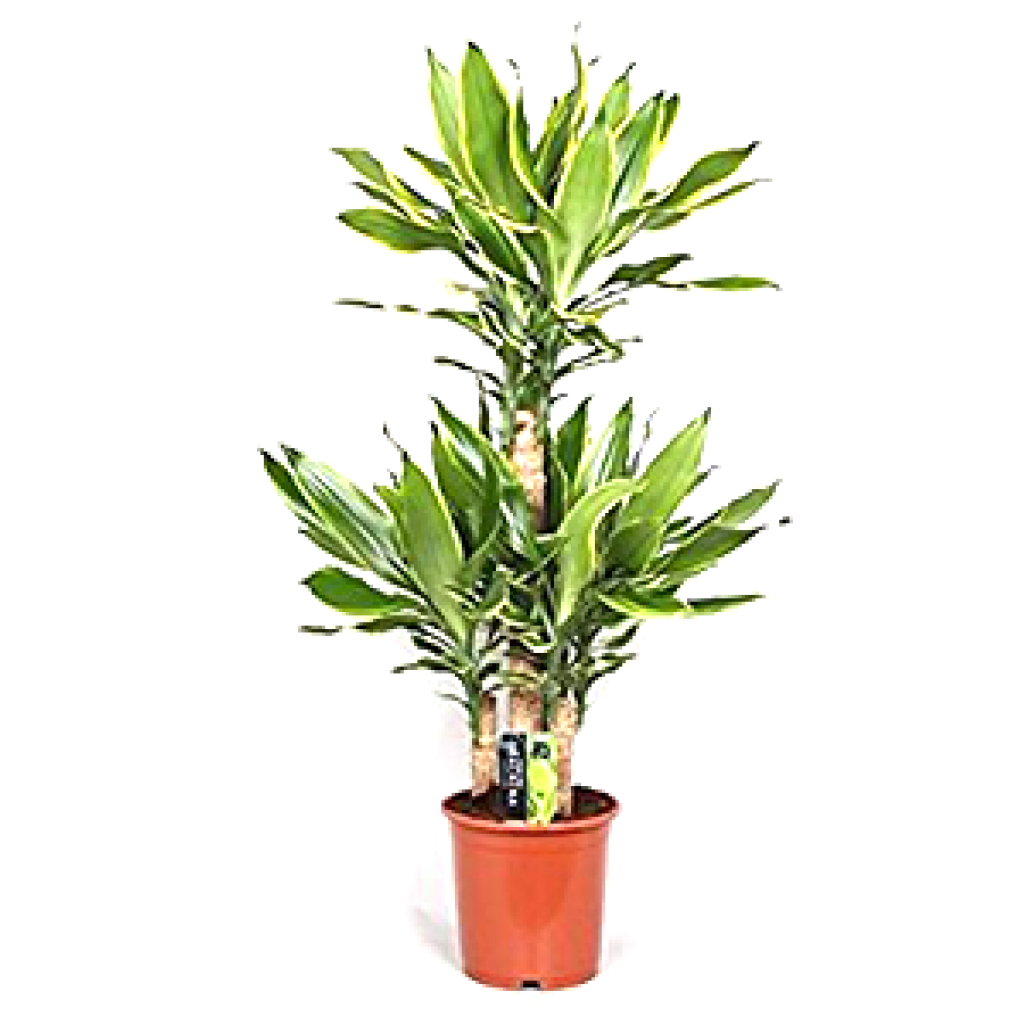 Dracaena Golden Coast (1280x1024), Png Download