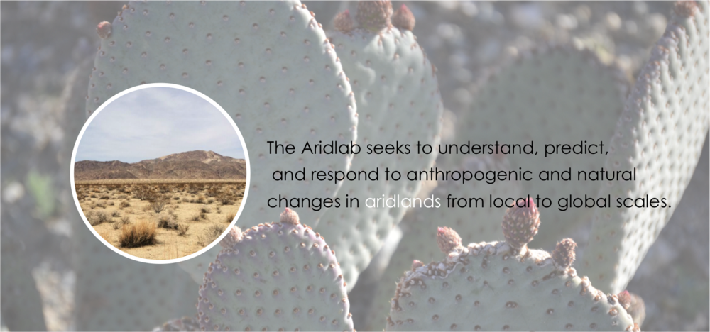 Cactusbanner Apr2017landscape (1000x468), Png Download