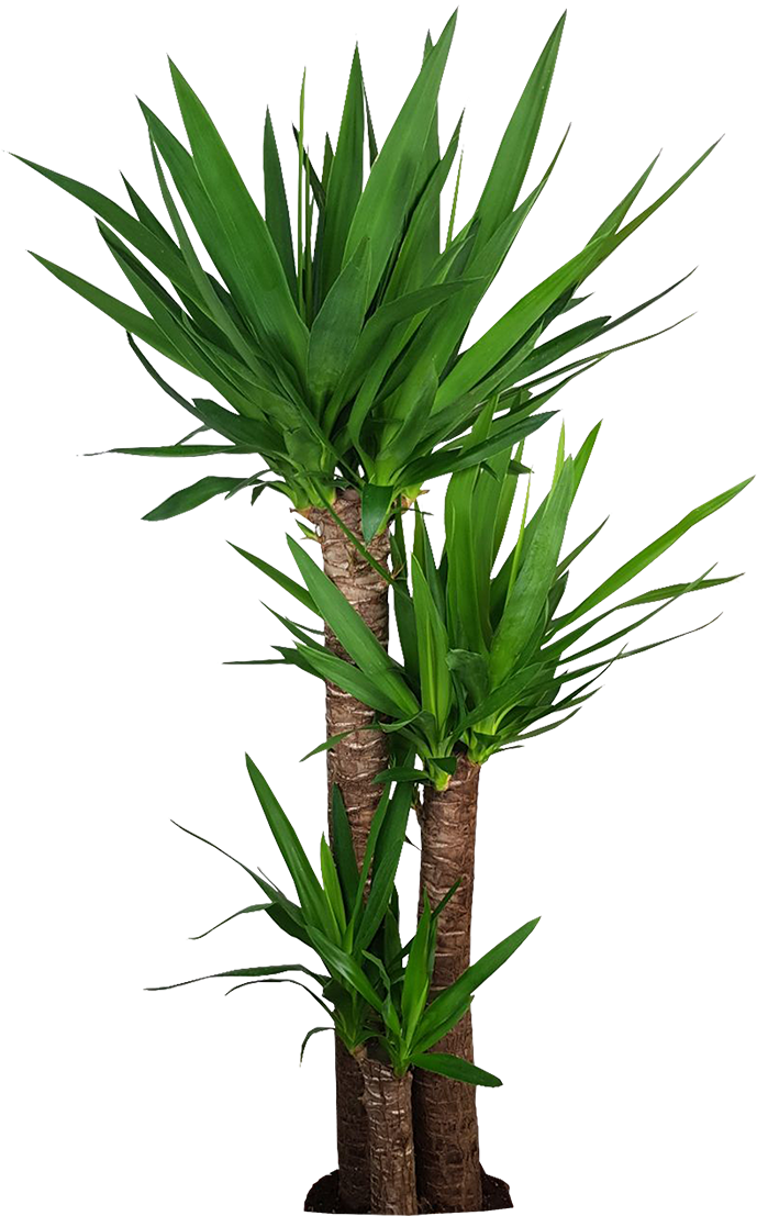 110 Cm - Corn Stalk Dracaena Silk Plant (1200x1600), Png Download