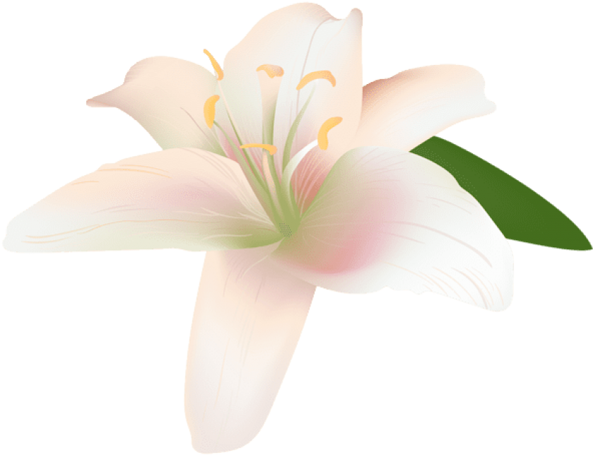 Free Png Download Lily Flower Transparent Png Images - Lily (850x651), Png Download