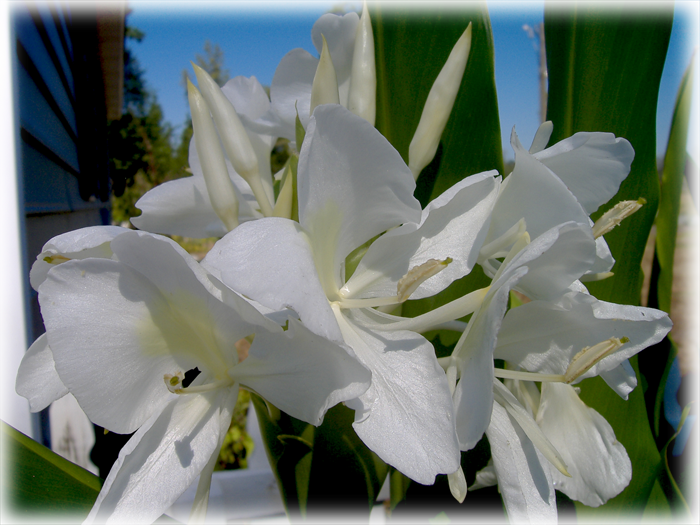 Butterfly Hedychium Coronarium Wild Things Grow - Lily (700x525), Png Download